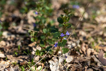 Viola cucullata purple flower on a natural background. Detailed macro view.