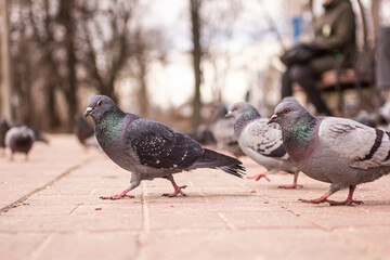 Obraz premium Pigeons on a pedestrian street in the park. A group of pigeons on an autumn day.