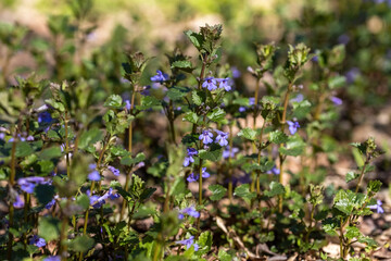 Viola cucullata purple flower on a natural background. Detailed macro view.