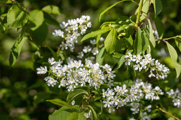 White flowers of fruit trees in spring on a background of green leaves. Detailed macro view.