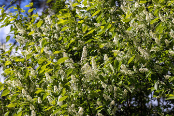 White flowers of fruit trees in spring on a background of green leaves. Detailed macro view.