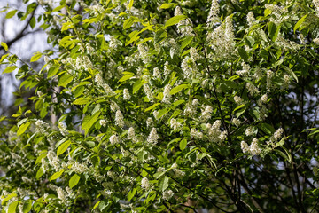 White flowers of fruit trees in spring on a background of green leaves. Detailed macro view.