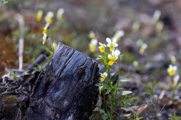 Pansy flower on a natural background. Detailed macro view.