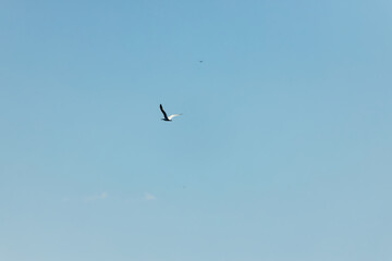 Seagull in the blue sky. Clear day.
