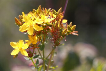 Hypericum blooms close-up