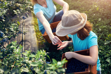 Mother and daughter picking blueberries on a organic farm - family business concept.