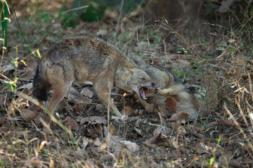 Wolves fighting, Bandhavgarh National Park