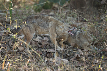 Naklejka na ściany i meble Wolves fighting, Bandhavgarh National Park