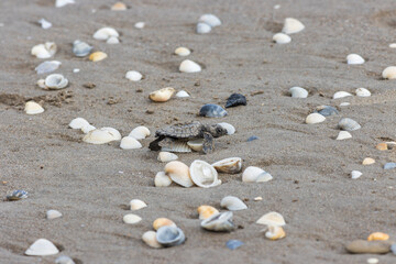 Fototapeta na wymiar Pequeña tortuga con diferentes conchas en una playa de arena en la playa de Playa de Tuxpan, Veracruz