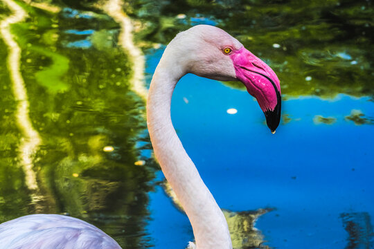 Colorful White Greater Flamingo Reflections Florida