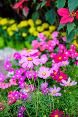 Fototapeta premium Beautiful pink cosmos flowers