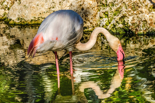 Colorful White Greater Flamingo Reflection Florida