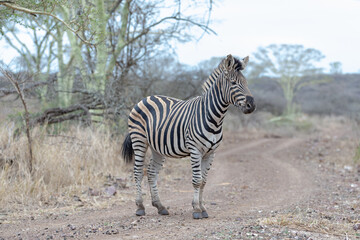 Fototapeta na wymiar Zebra stallion looking directly at camera while on gravel road in Africa