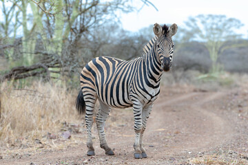 Fototapeta na wymiar Zebra stallion looking at camera while on gravel dirt road in southern Africa