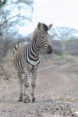 Fototapeta na wymiar Zebra stallion standing on gravel road in Africa