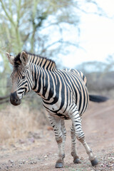 Naklejka premium Zebra stallion turning away from photographer on dirt road in Africa