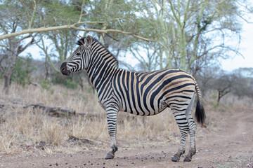 Obraz premium Zebra stallion [equus quagga] on dirt road in Africa