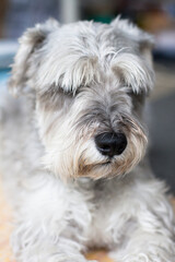 犬。ペット。ミニチュアシュナウザー。