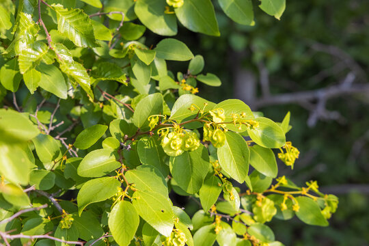 Flowers And Fruits Of Paliurus Spina-christi, Commonly Known As Jerusalem Thorn