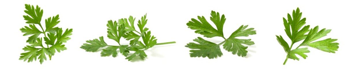 Collage mix of fresh parsley branches isolated on white background. Set of 4 photos of useful greens with vitamins.
