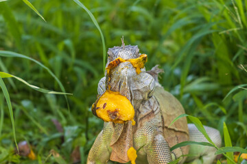 Primer plano de una iguana verde comiendo un mango