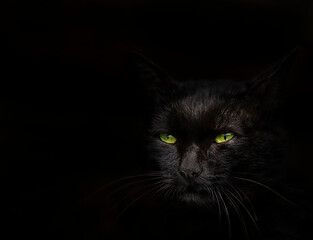 Muzzle of a black cat with green eyes close up on a black background