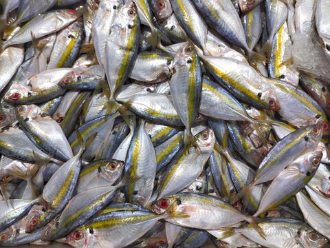 sea fish in the market. yellow trout (Atule mate, Selaroides leptolepis)