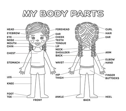 My Body Parts and cartoon isolated pretty little Girl. Poster for education Game with description for children. Front and Back view. Page of anatomical workbook. Black and White color. Vector image.