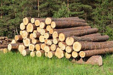 logs are stacked. sawing logs into boards. construction of a house from a bar.
