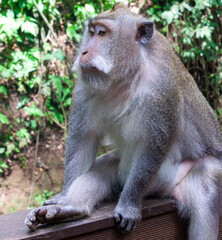 Naklejka na ściany i meble Balinese long-tailed macaque sitting on a bench