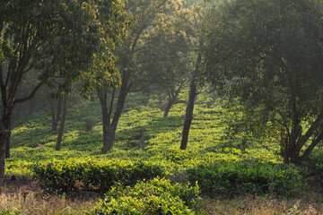 Fototapeta na wymiar View of kodanadu tea estate in the morning. Trees in middle of the tea estate in kodanadu