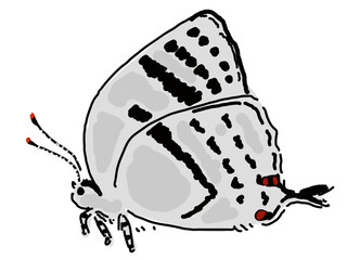 野生のミズイロオナガシジミ