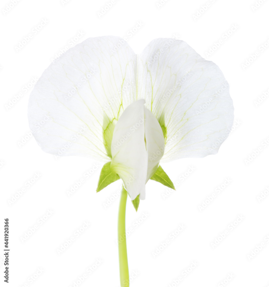 Wall mural white flower of pisum sativum (pea) isolated on white background. close-up.