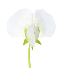 White flower of Pisum Sativum (Pea)  isolated on white background. Close-up. - 441920366