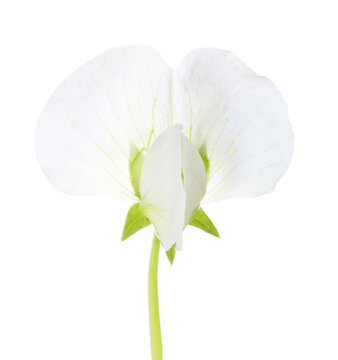 White flower of Pisum Sativum (Pea)  isolated on white background. Close-up.