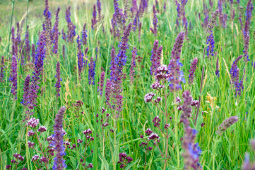 Naklejka premium Salvia officinalis flowers. Natural background of flowering herbs. Meadow Clary. Purple flowers on wild meadow. Medicinal herb.