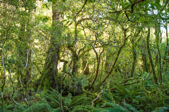 Dense thicket in the temperate rainforest, Fiordland National Park, South Island , New Zealand.