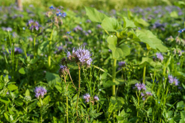 flowers in a field, phaacelia