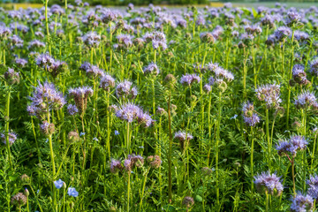 Fototapeta premium phacelia, bee pasture, close up