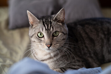 Naklejka premium 見つめる猫 サバトラ猫