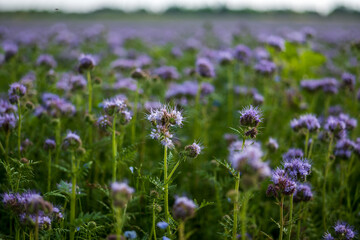 phacelia, bee pasture, close up