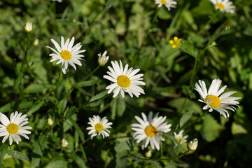 An inflorescence of daisies in a summer garden