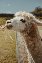 Close up of a Lama eating in a field.