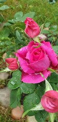 pink rose in garden