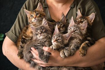 Close-up of 6 two-month-old Maine Coon kittens in caring female hands