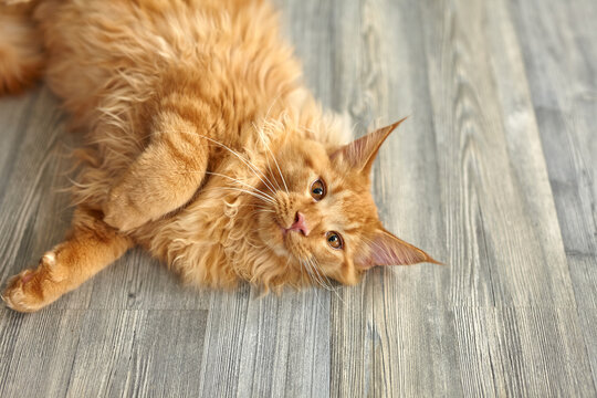 Cozy ginger maine coon cat having rest on a floor