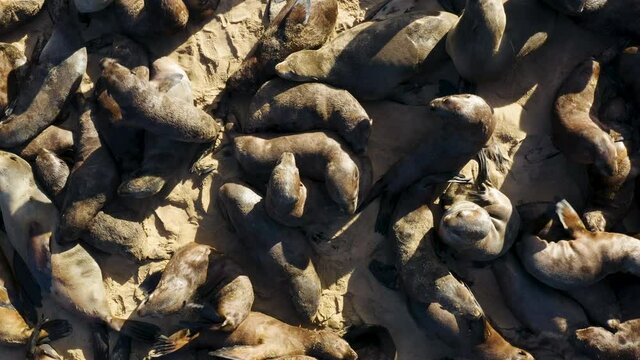 Spectacular aerial zoom out view of a large colony of Cape fur seals lying basking in the sun