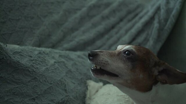Domestic dog jack russell terrier show grin with teeth and bites owner hand. Pet animal behavior and instincts concept.