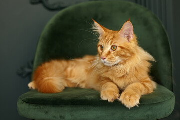 red fluffy Maine Coon cat sits on a green velvet chair