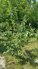Fototapeta na wymiar small apple tree